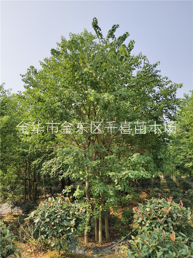 叢生烏桕2-8桿移栽苗供應(yīng) 浙江叢生烏桕場家