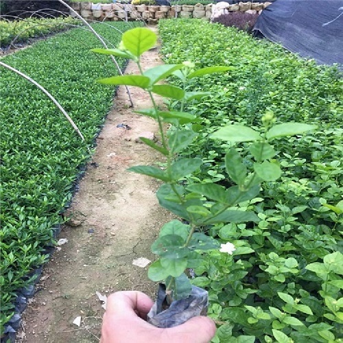 重瓣茉莉袋苗純?yōu)橛^賞植物需要精心呵護(hù) 重瓣茉莉袋苗
