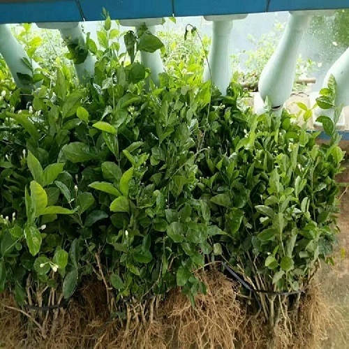 重瓣茉莉袋苗純?yōu)橛^賞植物需要精心呵護(hù) 重瓣茉莉袋苗
