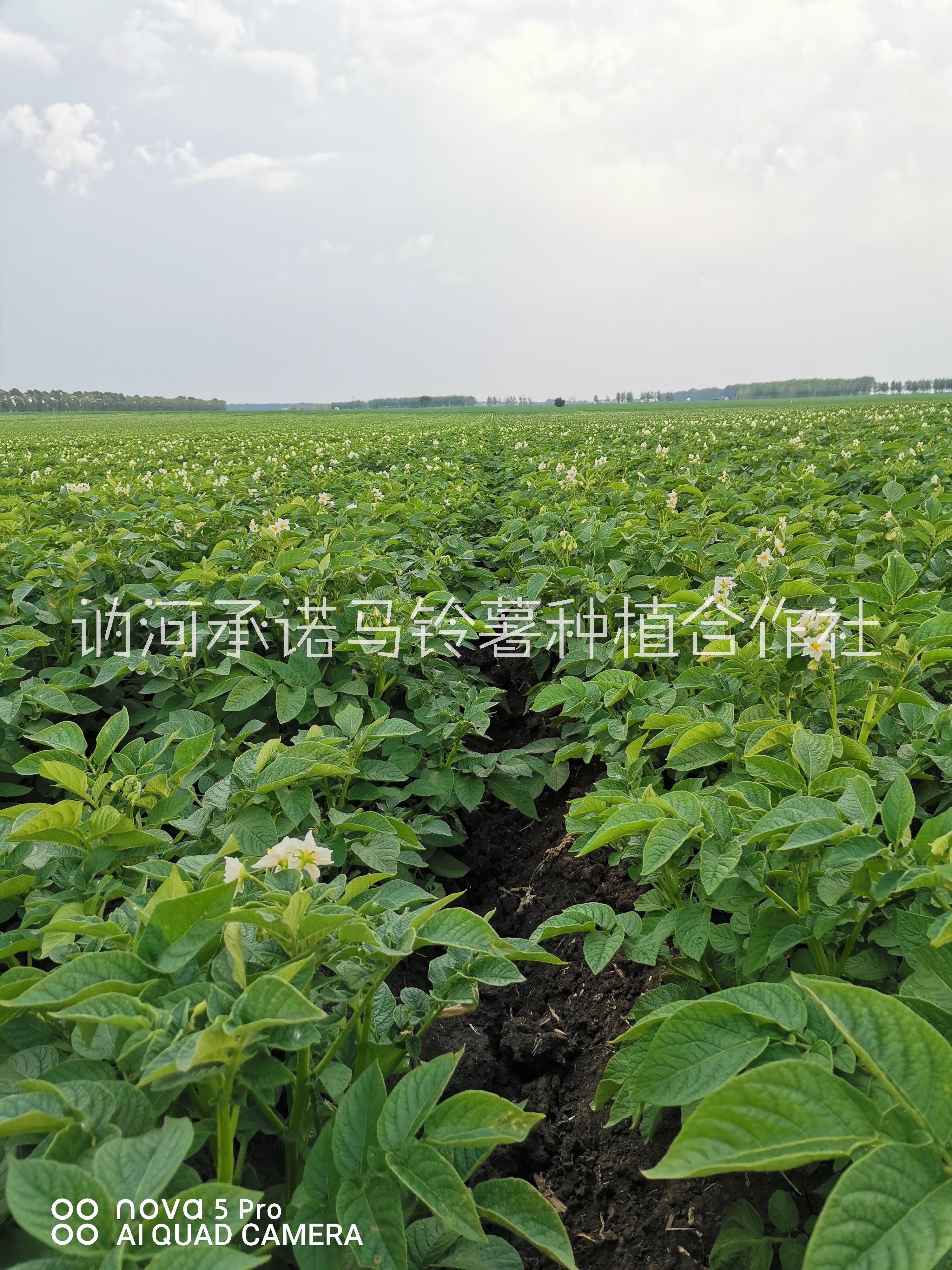 供應(yīng)荷蘭14馬鈴薯代收