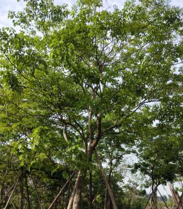 佛山綠化施工報(bào)價(jià) 佛山綠化施工配送