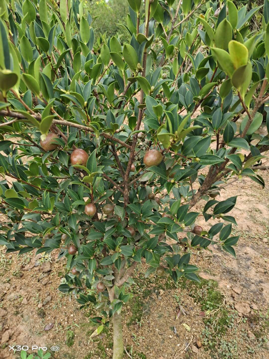 貴州茶油苗基地-價(jià)格-用途-供應(yīng)商 【攸縣勇財(cái)苗木專業(yè)合作社 】