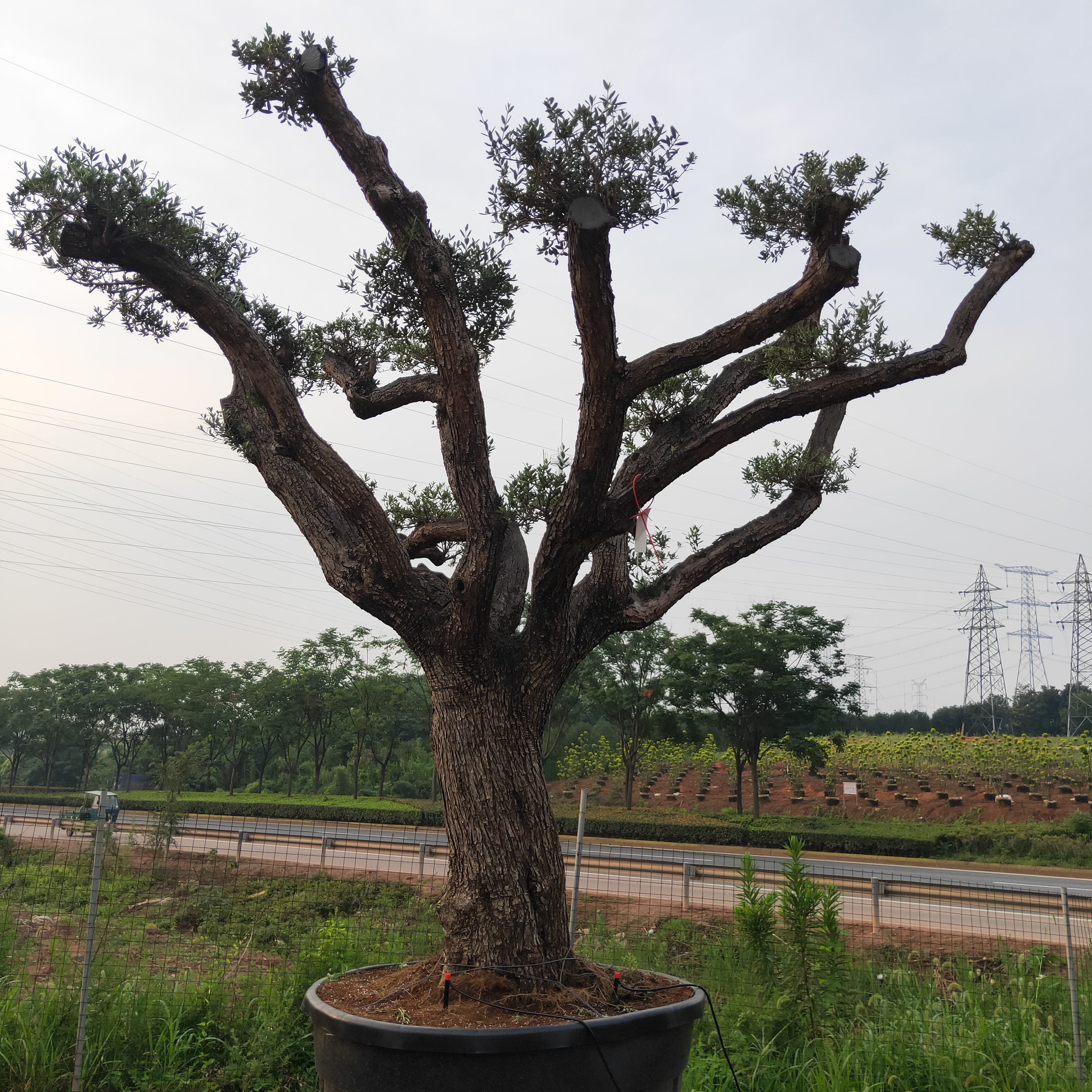 西班牙油橄欖價格  各種規(guī)格10-150公分西班牙油橄欖批發(fā)