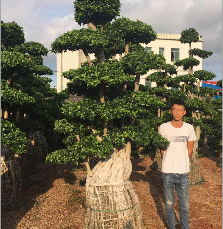 怪根榕樹盆栽 批發(fā)樁頭榕樹盆景 小葉榕樁頭 別墅綠化榕樹苗木