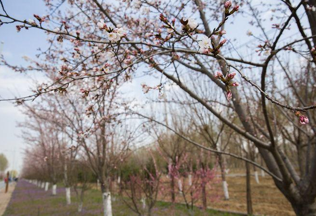 紅菲乙櫻花廠家  紅菲乙櫻花哪里好