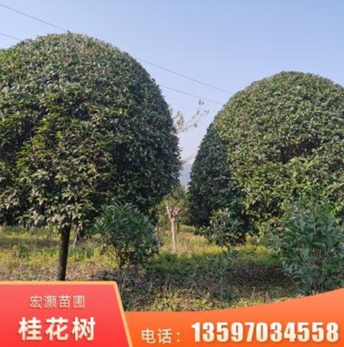 供應(yīng)18公分桂花樹 現(xiàn)貨庭院綠化桂花樹 桂林桂花樹批發(fā)
