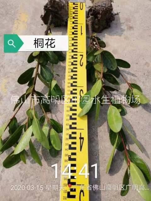 紅樹林桐花