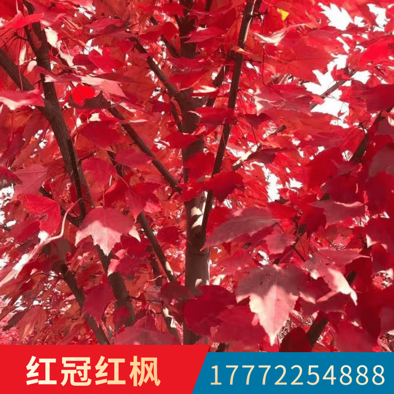 江蘇紅楓苗木直銷,淮安區(qū)紅冠紅楓種植基地
