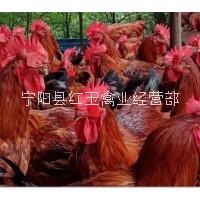 河北紅玉公雞批發(fā)價格哪家便宜養(yǎng)殖場聯(lián)系方式