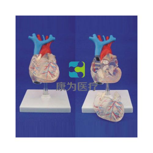 自然大透明心臟模型