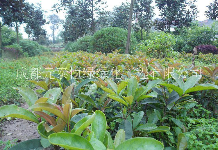 供應(yīng)四川成都四季桂水生植物、地被苗木批發(fā)價(jià)格表