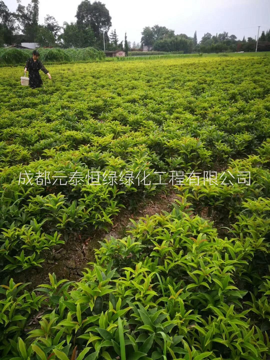 供應(yīng)四川成都四季桂水生植物、地被苗木批發(fā)價(jià)格表