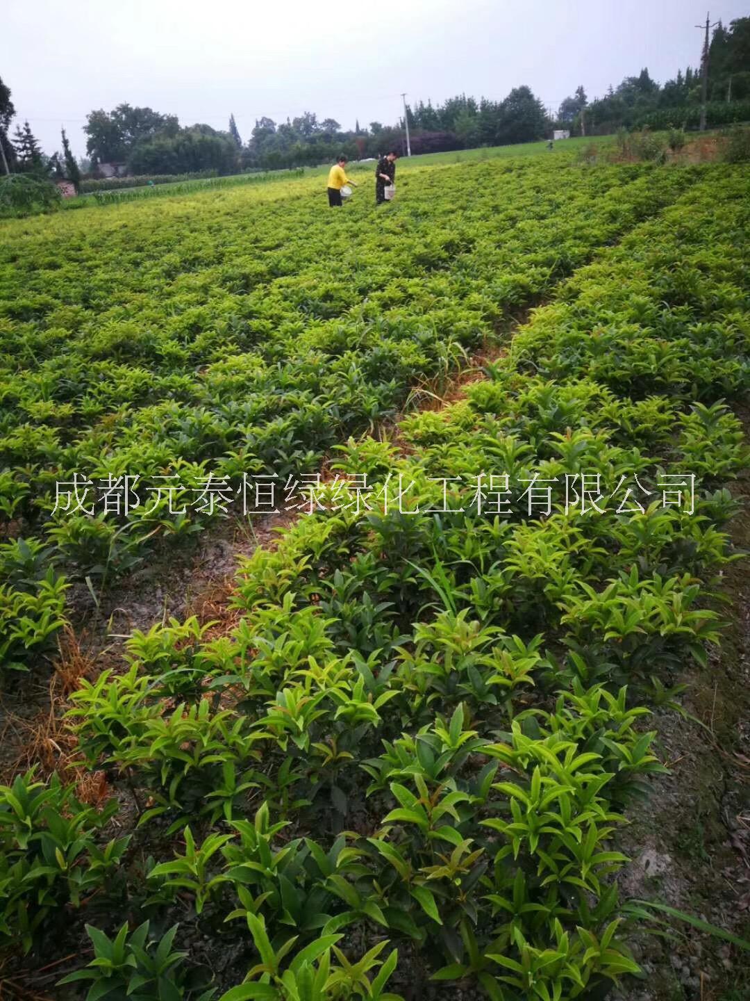 供應(yīng)四川成都四季桂水生植物、地被苗木批發(fā)價(jià)格表