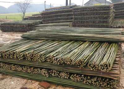 種菜支撐竹子廠家 農(nóng)用大棚蔬菜爬藤用竹竿 菜架竹長短可定