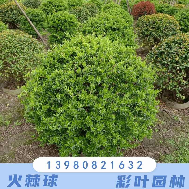 四川火棘球60~180公分種植基地批發(fā)出售價格實惠