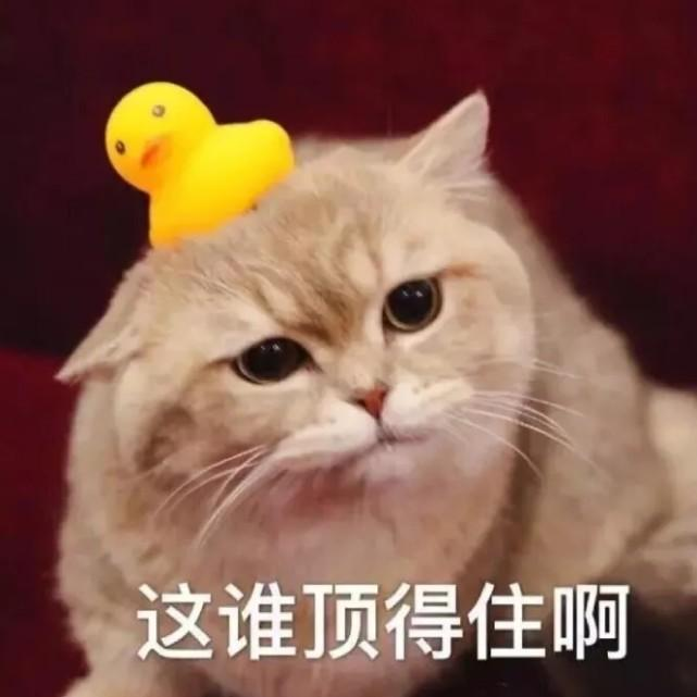 養(yǎng)寵無憂：家養(yǎng)貓為啥會掉毛