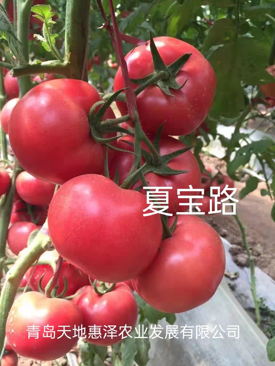 山東青島夏寶路番茄種子批發(fā)公司銷售價格