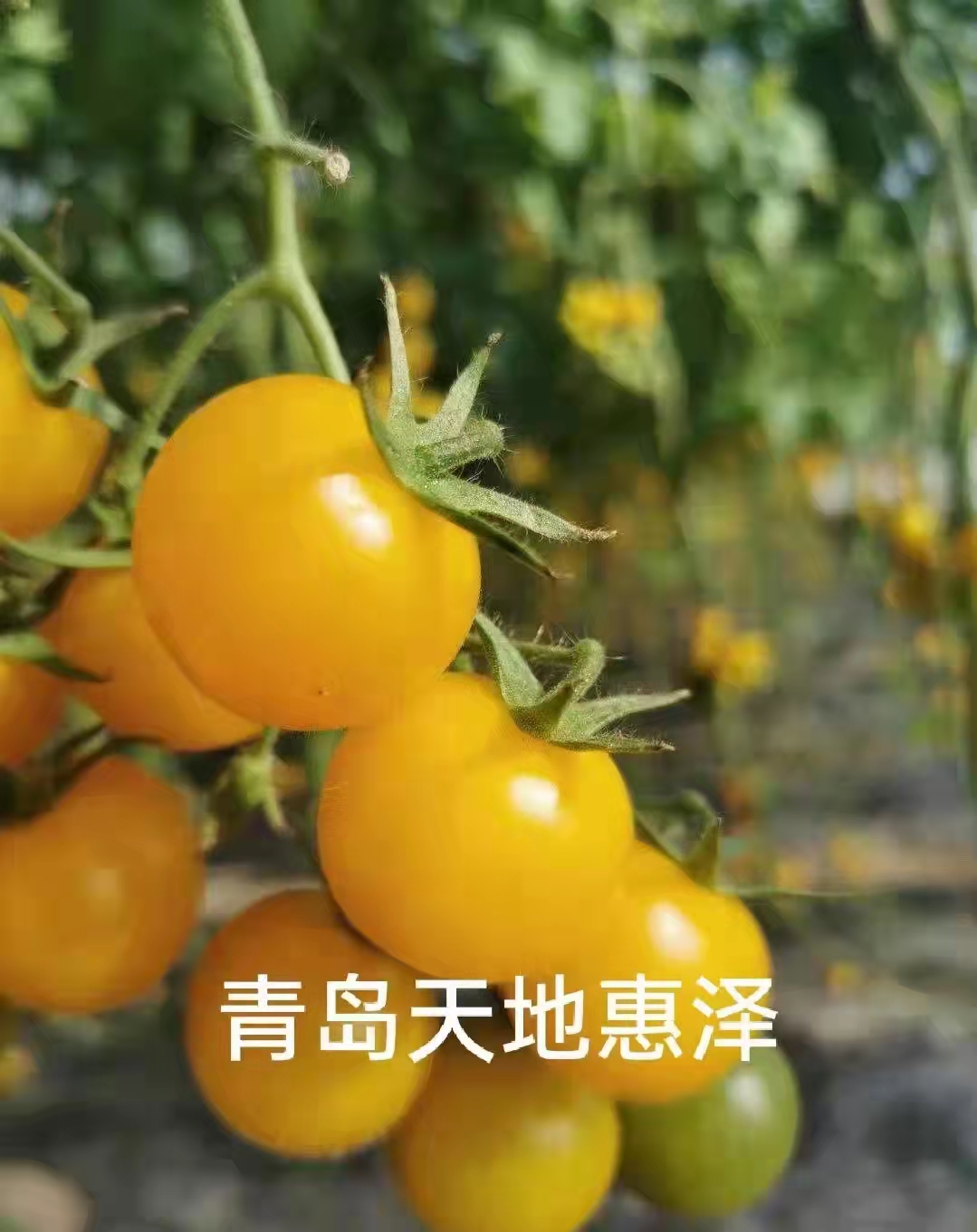 山東青島天皇一號番茄種子批發(fā)公司銷售價格 天皇一號種子 惠澤-天皇一號種子