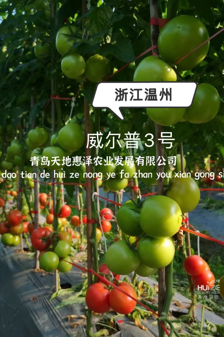 山東青島威爾普3號番茄種子批發(fā)公司銷售價格 威爾普3號種子