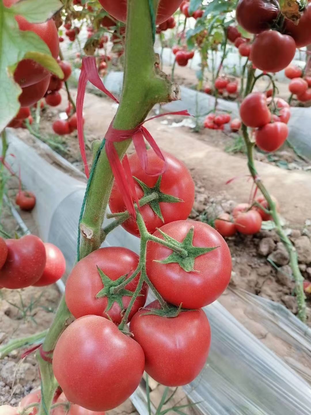 山東青島威爾普3號番茄種子批發(fā)公司銷售價格 威爾普3號種子