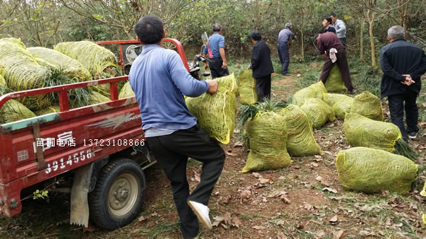 麥冬草-河南麥冬草產(chǎn)地直銷