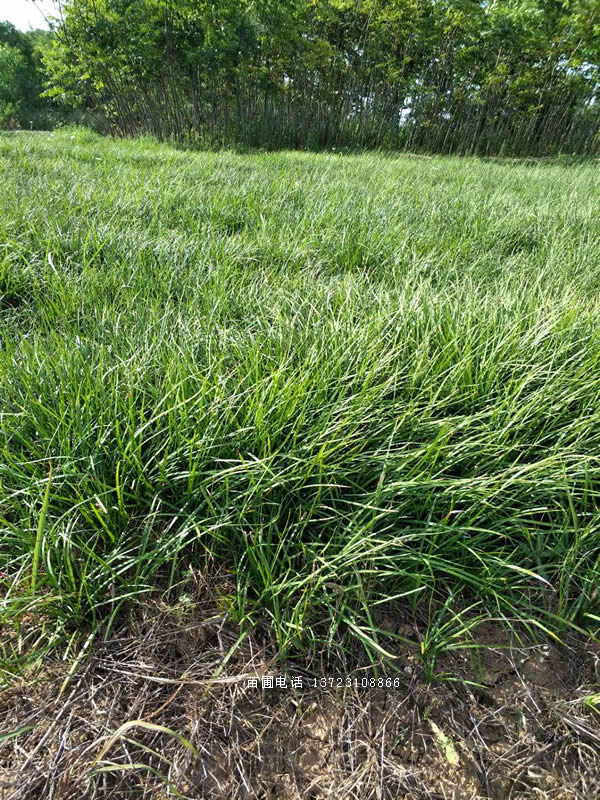 麥冬草-河南麥冬草產(chǎn)地直銷
