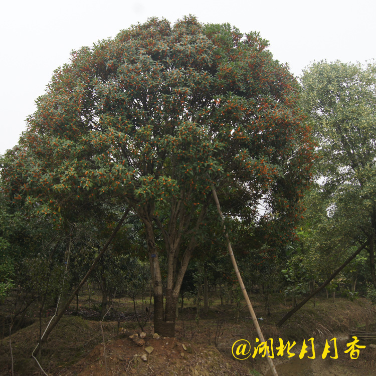 咸安區(qū)桂花樹  種植桂花樹基地批發(fā)多少錢 桂花樹產(chǎn)地批發(fā)價格