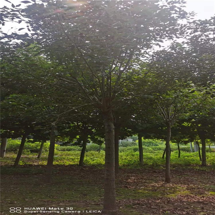 騰越白蠟基地出售多少錢一棵？