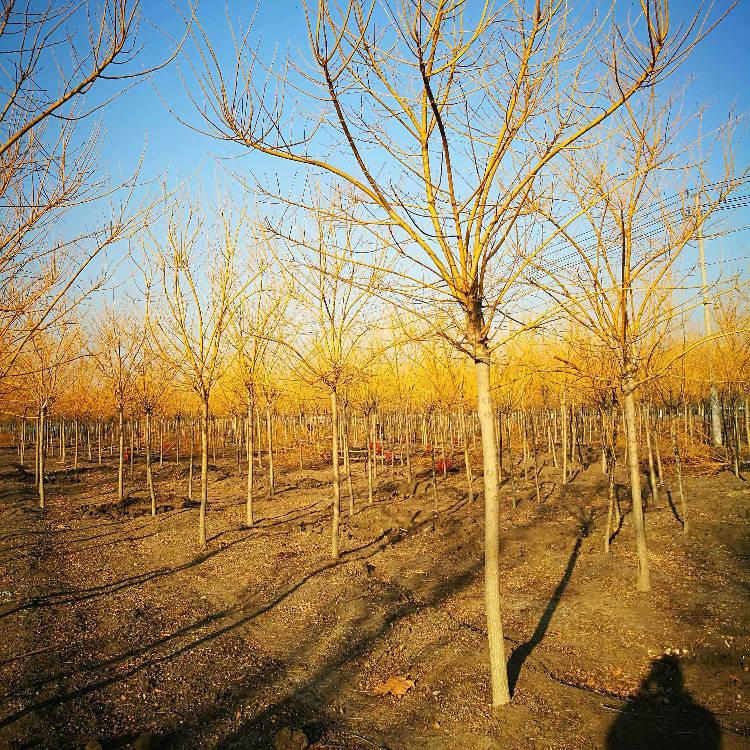河北觀賞金枝槐種植基地_批發(fā)價格【保定市騰越園林綠化工程有限公司】