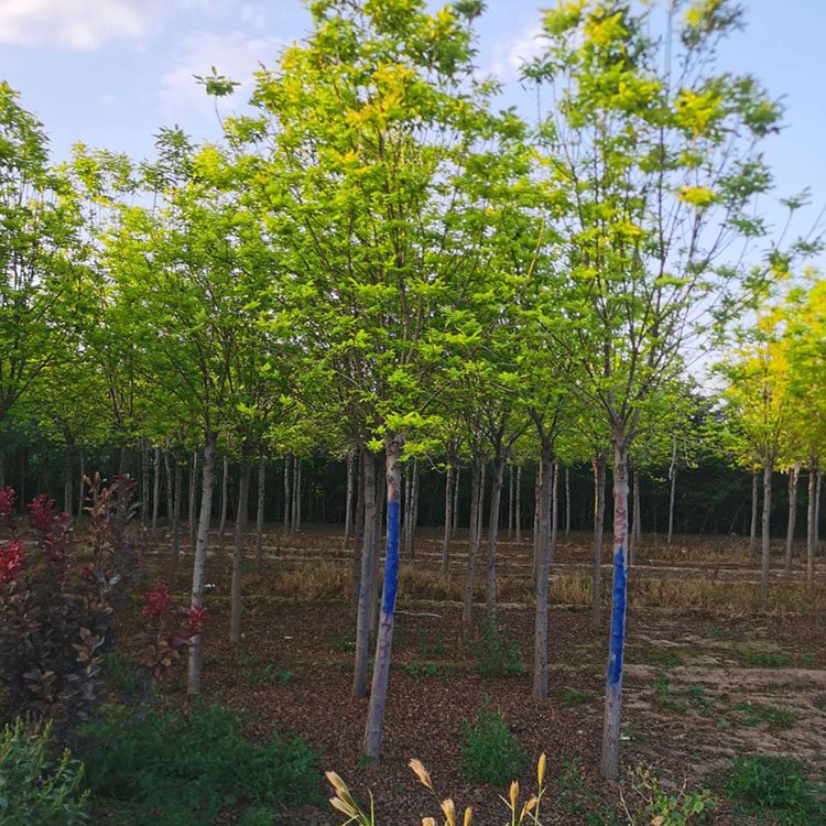 騰越白蠟基地出售多少錢一棵？