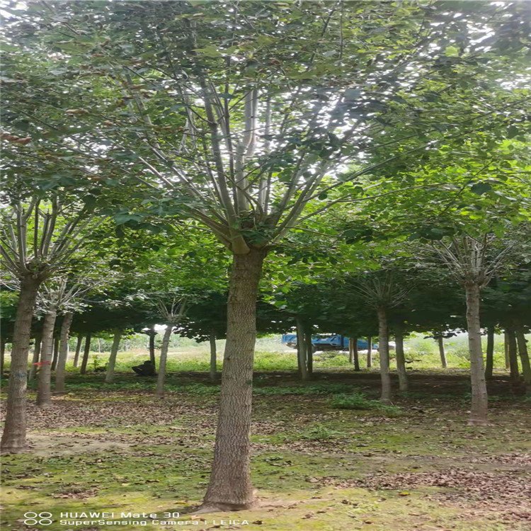 騰越白蠟基地出售多少錢一棵？