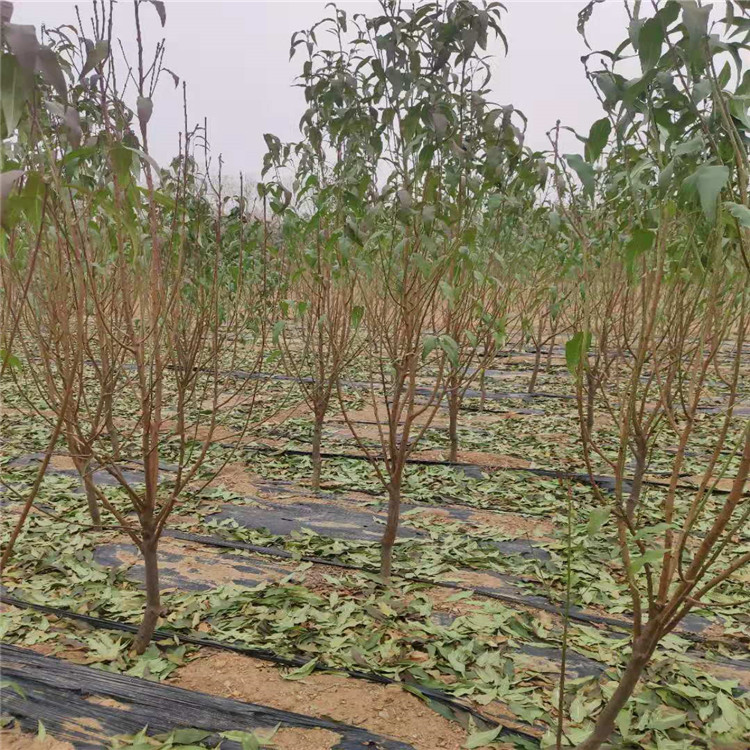 山東·6公分龍珠碧桃價(jià)格龍珠碧桃基地