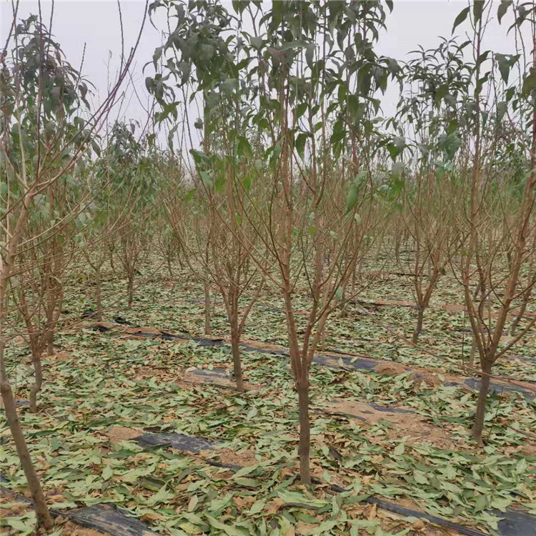 山東·6公分龍珠碧桃價(jià)格龍珠碧桃基地