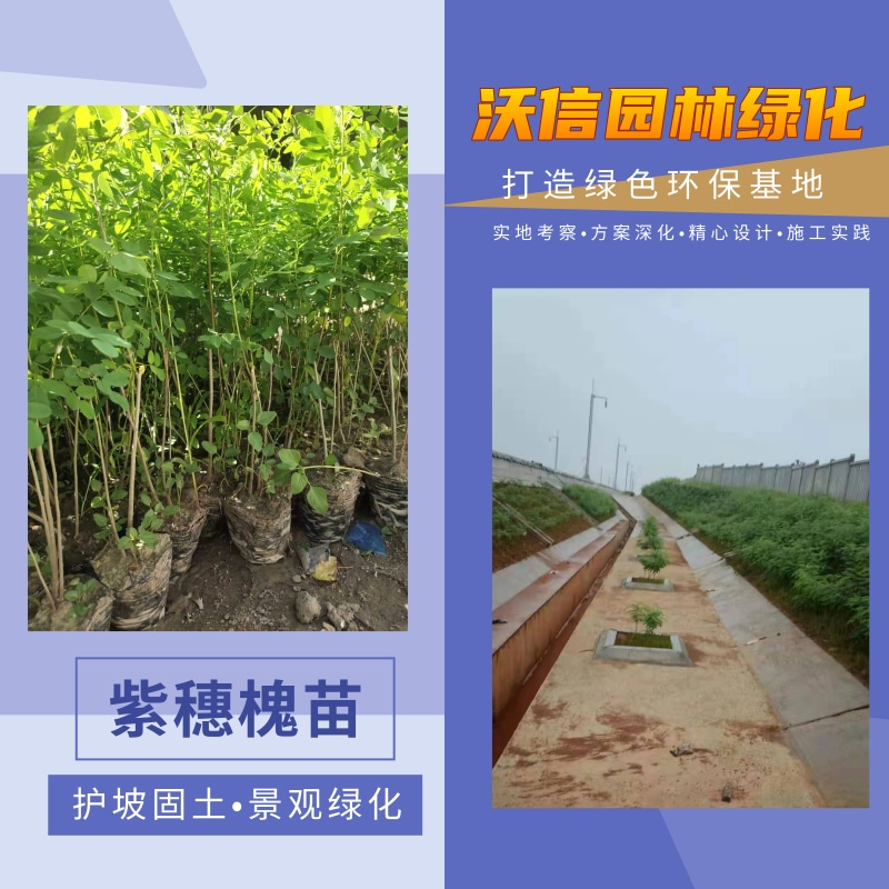 山東紫穗槐苗產(chǎn)地供應(yīng)，紫穗槐苗批發(fā)價，紫穗槐苗供應(yīng)