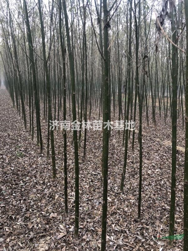 2公分柳樹批發(fā)價格 2公分柳樹報價