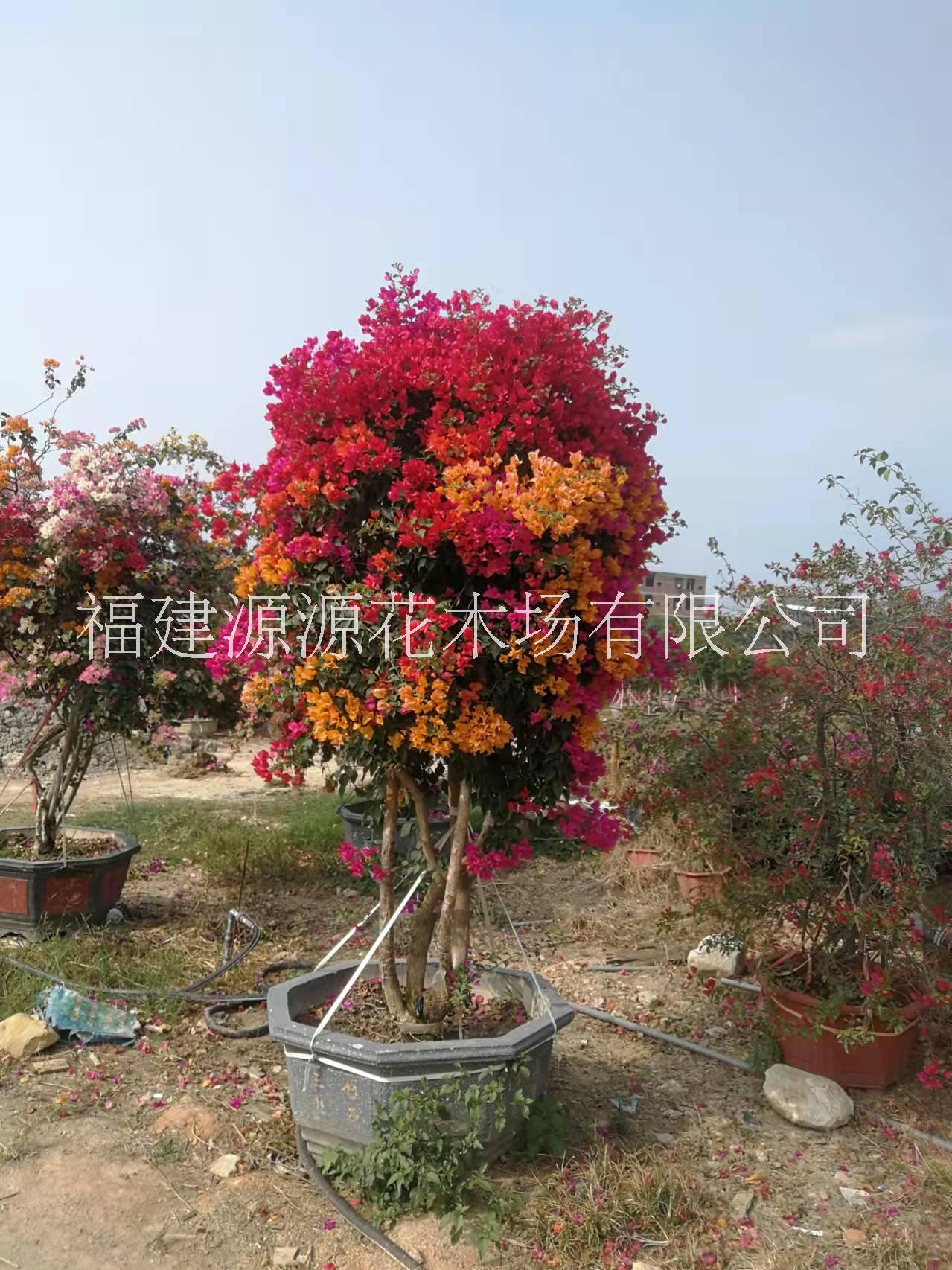 五鵲三角梅莊種植、批發(fā)價格