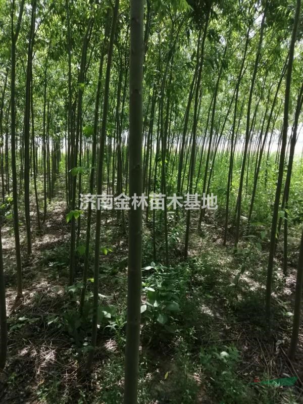 2公分柳樹(shù)價(jià)格 3公分柳樹(shù)報(bào)價(jià) 4公分柳樹(shù)廠家