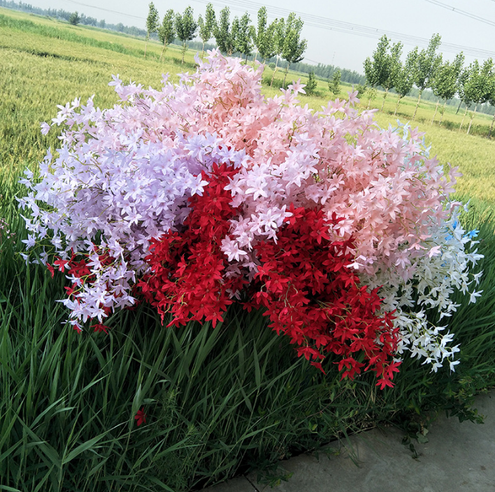 天津仿真花櫻花 跳舞蘭 文心蘭不帶葉 北京家居婚慶裝飾仿真花價(jià)格 仿真文心蘭