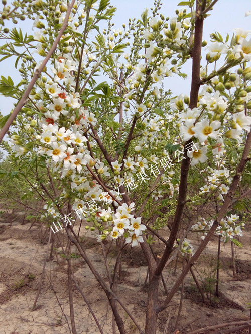林昱宏文冠果花  可賞可泡茶