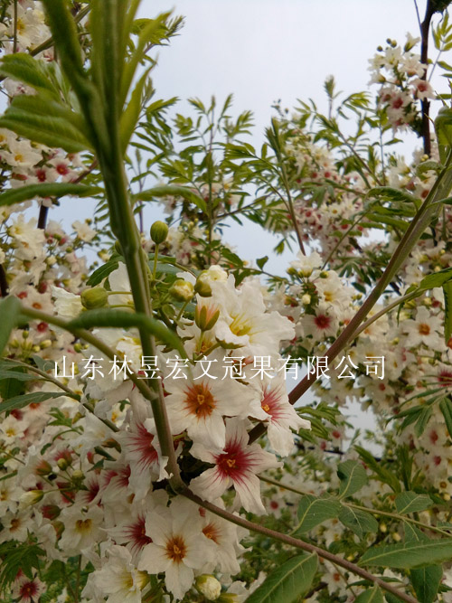 林昱宏文冠果花  可賞可泡茶