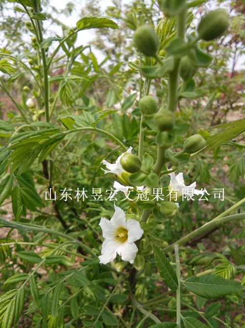 林昱宏文冠果花  可賞可泡茶