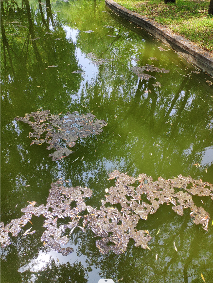 北京景觀魚池凈化公司   朝陽景觀魚池凈化價格