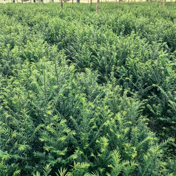 福州 供應(yīng)批發(fā)紅豆杉苗基地_紅豆杉哪家成活率高