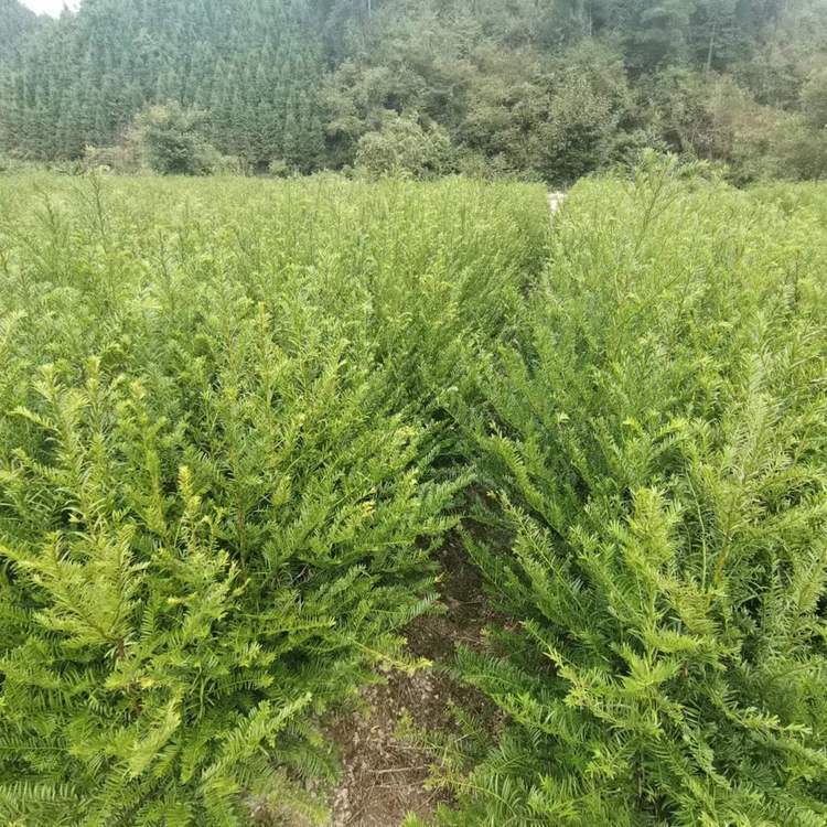 福州 供應(yīng)批發(fā)紅豆杉苗基地_紅豆杉哪家成活率高