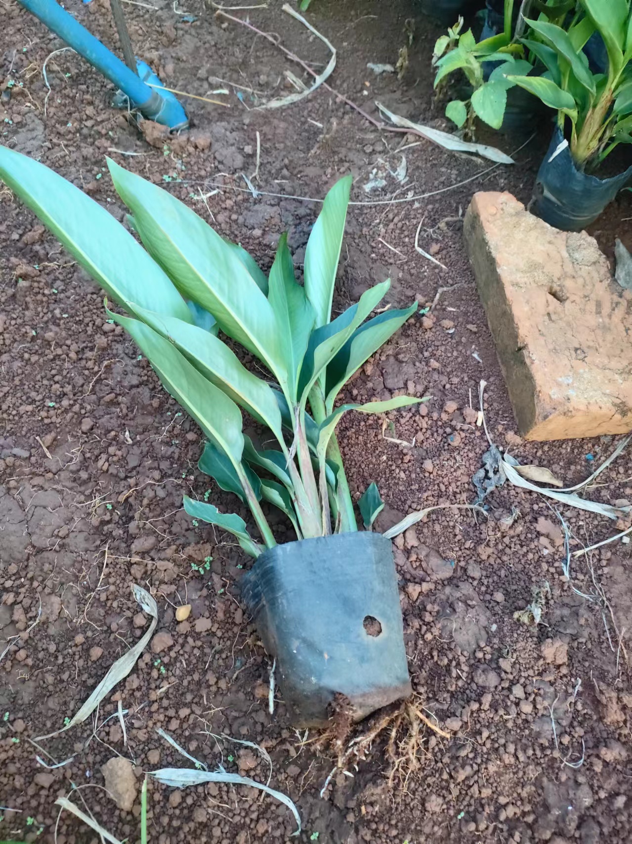 海南黃鳥焦基地-黃鳥焦批發(fā)-黃鳥焦種植苗圃-黃鳥焦哪家好
