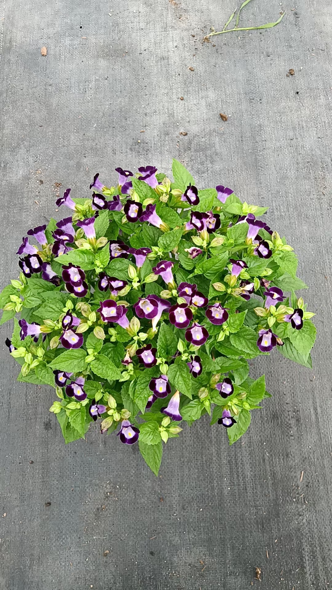 海南夏瑾批發(fā)-夏瑾種植-夏瑾基地-夏瑾多少錢-夏瑾哪家好