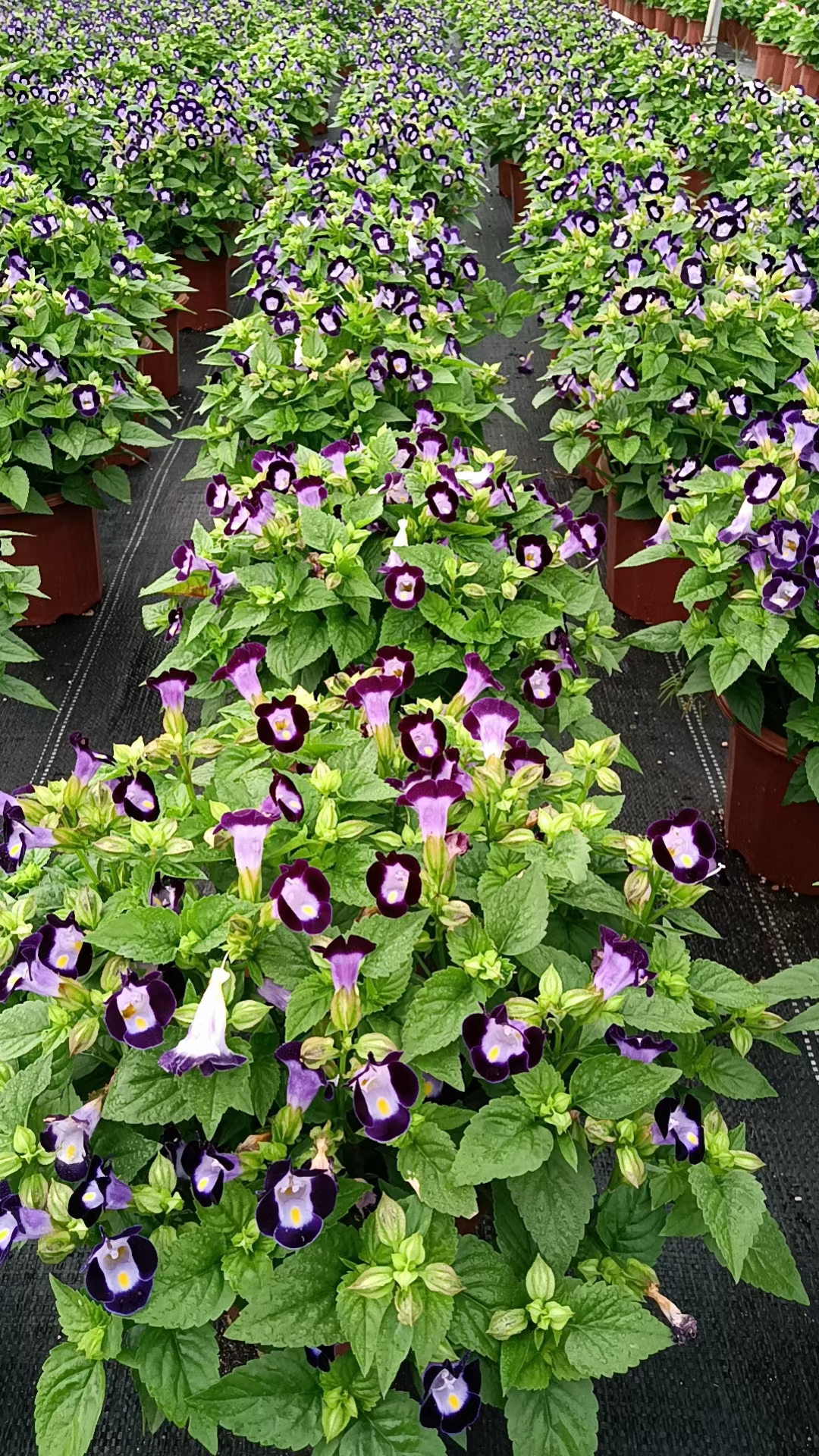 海南夏瑾批發(fā)-夏瑾種植-夏瑾基地-夏瑾多少錢-夏瑾哪家好